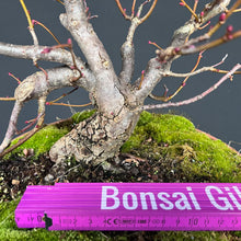 Lade das Bild in den Galerie-Viewer, Winterlinde / Tilia cordata