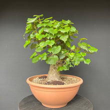 Lade das Bild in den Galerie-Viewer, Bonsai Winterlinde / Tilia cordata