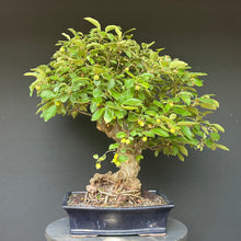 Lade das Bild in den Galerie-Viewer, Bonsai Zierapfel / Malus sieboldii