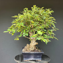 Lade das Bild in den Galerie-Viewer, Bonsai Zierapfel / Malus sieboldii