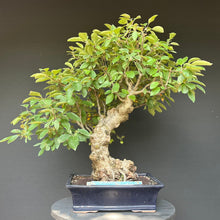 Lade das Bild in den Galerie-Viewer, Bonsai Zierapfel / Malus sieboldii