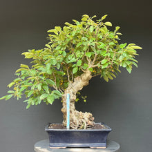 Lade das Bild in den Galerie-Viewer, Bonsai Zierapfel / Malus sieboldii
