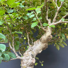 Lade das Bild in den Galerie-Viewer, Bonsai Zierapfel / Malus sieboldii