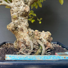 Lade das Bild in den Galerie-Viewer, Bonsai Zierapfel / Malus sieboldii