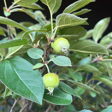 Lade das Bild in den Galerie-Viewer, Bonsai Zierapfel / Malus sieboldii