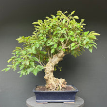 Lade das Bild in den Galerie-Viewer, Bonsai Zierapfel / Malus sieboldii