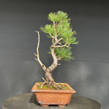 Lade das Bild in den Galerie-Viewer, Bonsai Zirbelkiefer / Pinus cembra
