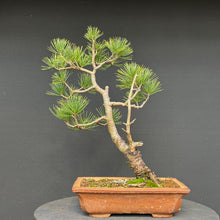 Lade das Bild in den Galerie-Viewer, Bonsai Zirbelkiefer / Pinus cembra