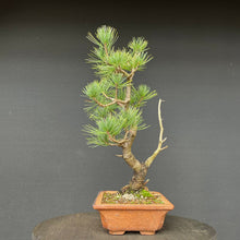 Lade das Bild in den Galerie-Viewer, Bonsai Zirbelkiefer / Pinus cembra

