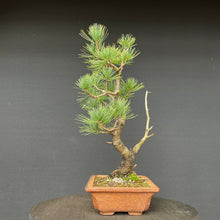 Lade das Bild in den Galerie-Viewer, Bonsai Zirbelkiefer / Pinus cembra