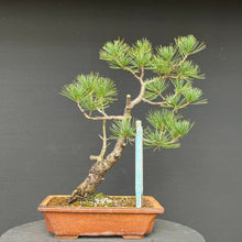 Lade das Bild in den Galerie-Viewer, Bonsai Zirbelkiefer / Pinus cembra