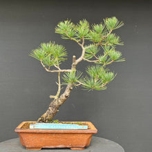 Lade das Bild in den Galerie-Viewer, Bonsai Zirbelkiefer / Pinus cembra