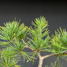 Lade das Bild in den Galerie-Viewer, Bonsai Zirbelkiefer / Pinus cembra
