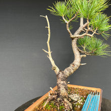 Lade das Bild in den Galerie-Viewer, Bonsai Zirbelkiefer / Pinus cembra