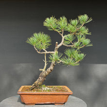 Lade das Bild in den Galerie-Viewer, Bonsai Zirbelkiefer / Pinus cembra