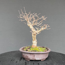 Lade das Bild in den Galerie-Viewer, Zwergflieder / Syringa meyeri