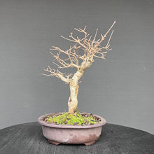 Lade das Bild in den Galerie-Viewer, Zwergflieder / Syringa meyeri