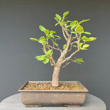 Lade das Bild in den Galerie-Viewer, Zwetschge / Prunus domestica