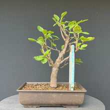 Lade das Bild in den Galerie-Viewer, Zwetschge / Prunus domestica