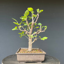 Lade das Bild in den Galerie-Viewer, Bonsai Zwetschge / Prunus domestica