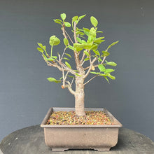 Lade das Bild in den Galerie-Viewer, Bonsai Zwetschge / Prunus domestica