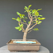Lade das Bild in den Galerie-Viewer, Bonsai Zwetschge / Prunus domestica