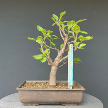 Lade das Bild in den Galerie-Viewer, Bonsai Zwetschge / Prunus domestica