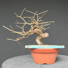 Lade das Bild in den Galerie-Viewer, Europäische Lärche / Larix Decidua