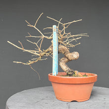 Lade das Bild in den Galerie-Viewer, Europäische Lärche / Larix Decidua