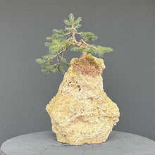 Lade das Bild in den Galerie-Viewer, Fichte auf Fels / Picea abies