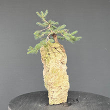 Lade das Bild in den Galerie-Viewer, Fichte auf Fels / Picea abies