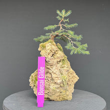 Lade das Bild in den Galerie-Viewer, Fichte auf Fels / Picea abies