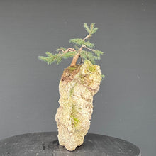 Lade das Bild in den Galerie-Viewer, Fichte auf Fels / Picea abies