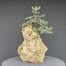 Lade das Bild in den Galerie-Viewer, Fichte auf Fels / Picea abies