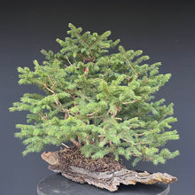 Lade das Bild in den Galerie-Viewer, Fichte / Picea abies