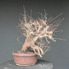 Lade das Bild in den Galerie-Viewer, Orientalische Hainbuche / Carpinus orientalis