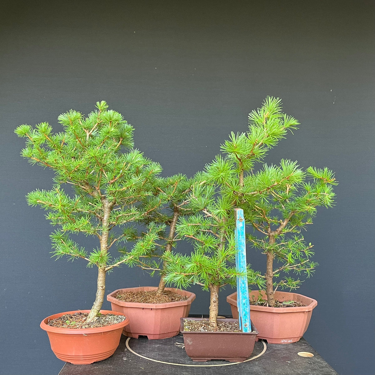 PreBonsai Japanischer Lärche / Larix kaempferi Bonsai Gilde