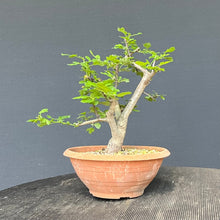 Lade das Bild in den Galerie-Viewer, Scharlach-Weissdorn (Rotdorn) / Crataegus coccinea 'Lutz'