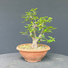 Lade das Bild in den Galerie-Viewer, Scharlach-Weissdorn (Rotdorn) / Crataegus coccinea 'Lutz'