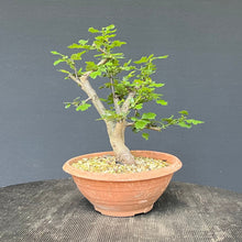 Lade das Bild in den Galerie-Viewer, Scharlach-Weissdorn (Rotdorn) / Crataegus coccinea 'Lutz'