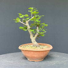 Lade das Bild in den Galerie-Viewer, Scharlach-Weissdorn (Rotdorn) / Crataegus coccinea 'Lutz'