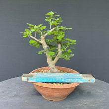 Lade das Bild in den Galerie-Viewer, Scharlach-Weissdorn (Rotdorn) / Crataegus coccinea 'Lutz'