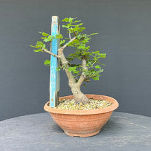 Lade das Bild in den Galerie-Viewer, Scharlach-Weissdorn (Rotdorn) / Crataegus coccinea 'Lutz'