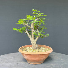 Lade das Bild in den Galerie-Viewer, Scharlach-Weissdorn (Rotdorn) / Crataegus coccinea 'Lutz'