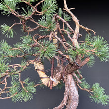 Lade das Bild in den Galerie-Viewer, Waldkiefer / Pinus sylvestris