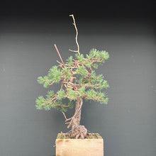 Lade das Bild in den Galerie-Viewer, Yamadori Waldkiefer / Pinus sylvestris