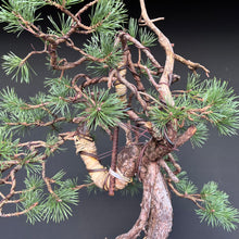 Lade das Bild in den Galerie-Viewer, Yamadori Waldkiefer / Pinus sylvestris