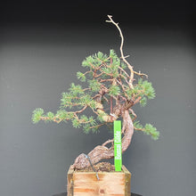 Lade das Bild in den Galerie-Viewer, Yamadori Waldkiefer / Pinus sylvestris