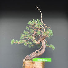 Lade das Bild in den Galerie-Viewer, Yamadori Waldkiefer / Pinus sylvestris