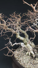 Laden und Abspielen von Videos im Galerie-Viewer, Bonsai Koreanische Hainbuche / Carpinus turczaninowii